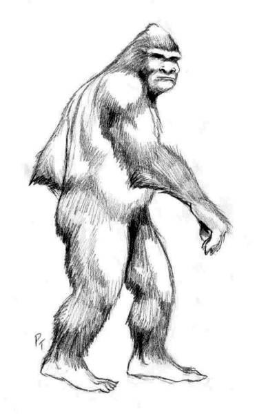 Sasquatch Northwest Investigators - Sasquatch Northwest Investigators