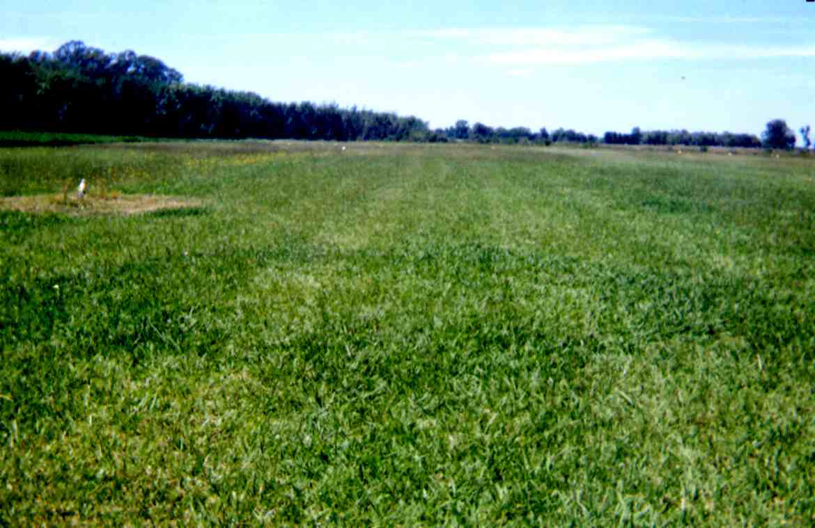 Argentina Strange Circles On Grass Runway