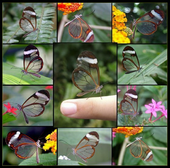 Transparent Butterfly - Seeing is Believing